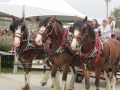 2014SCCF 338 Mary Bannister drives Fred Silva's draft horses in Parade of Champions.JPG
