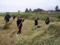 bailing hay.jpg