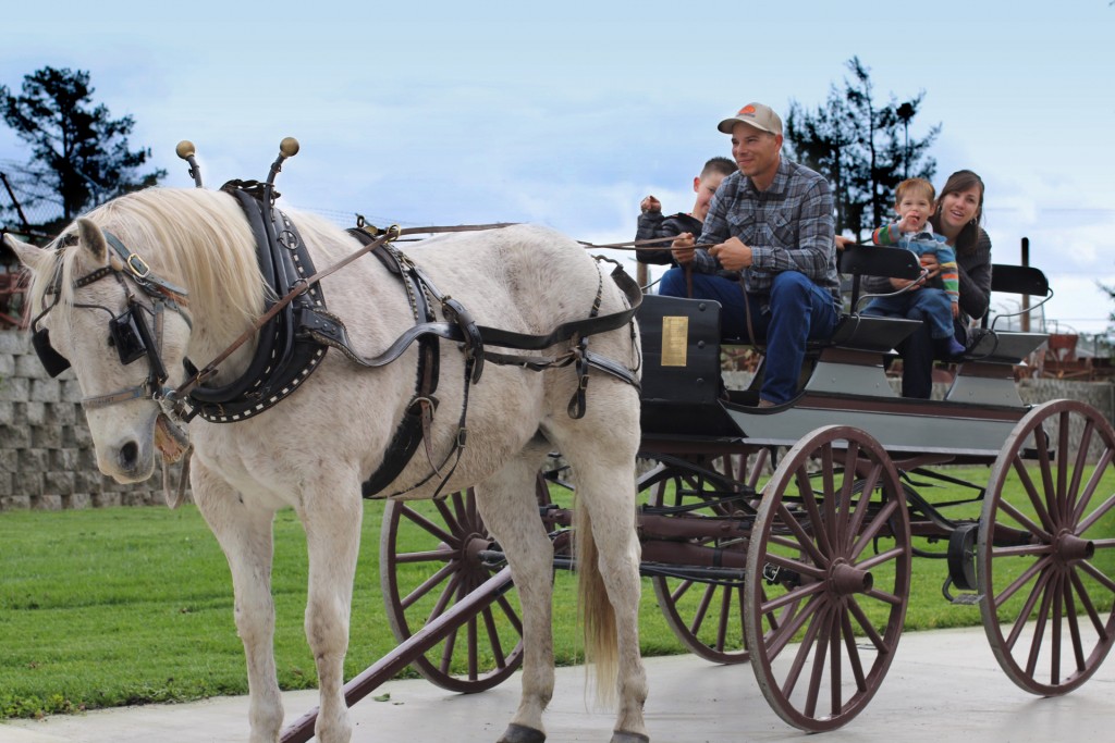 Horse Drawn Buggie - Agricultural History Project, Watsonville, Ca